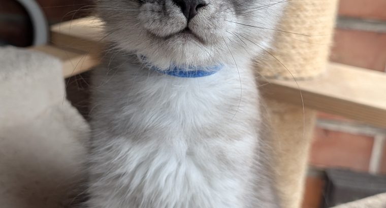 Maine coon kandúr cica