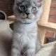 Maine coon kandúr cica