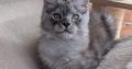 Maine coon kandúr cica