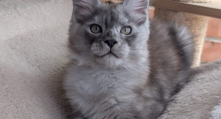 Maine coon kandúr cica