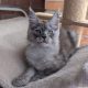 Maine coon kandúr cica