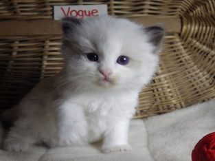 „Vogue” Ragdoll girl!😍💖😍
