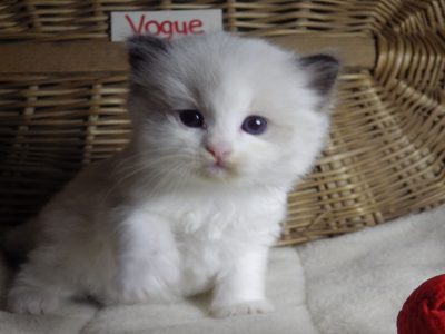 „Vogue” Ragdoll girl!😍💖😍