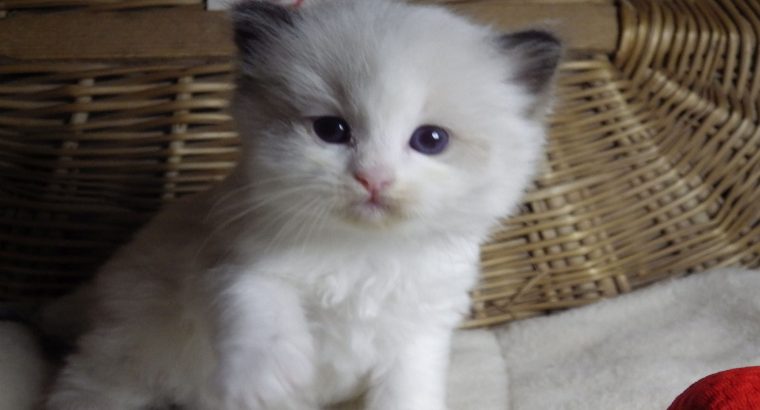 „Vogue” Ragdoll girl!😍💖😍