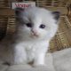 „Vogue” Ragdoll girl!😍💖😍