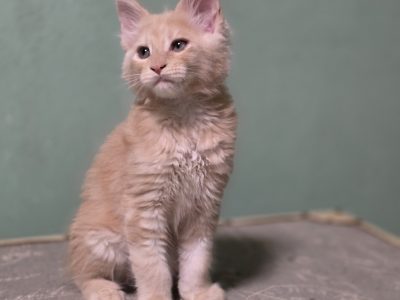 Maine coon kisfiú