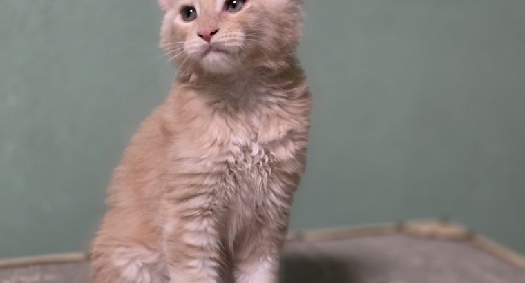 Maine coon kisfiú