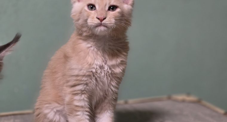 Maine coon kisfiú