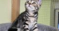 Brit rövidszőrű tabby kislány
