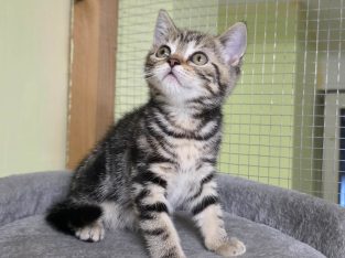 Brit rövidszőrű tabby kislány