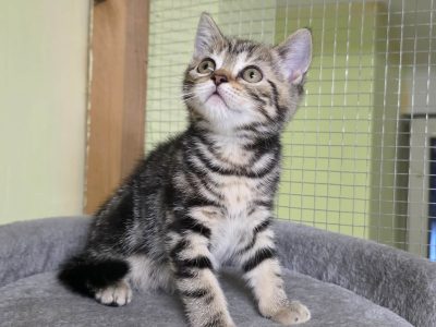 Brit rövidszőrű tabby kislány
