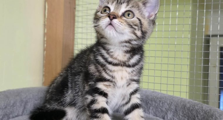 Brit rövidszőrű tabby kislány