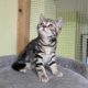 Brit rövidszőrű tabby kislány