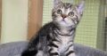 Brit rövidszőrű tabby kislány