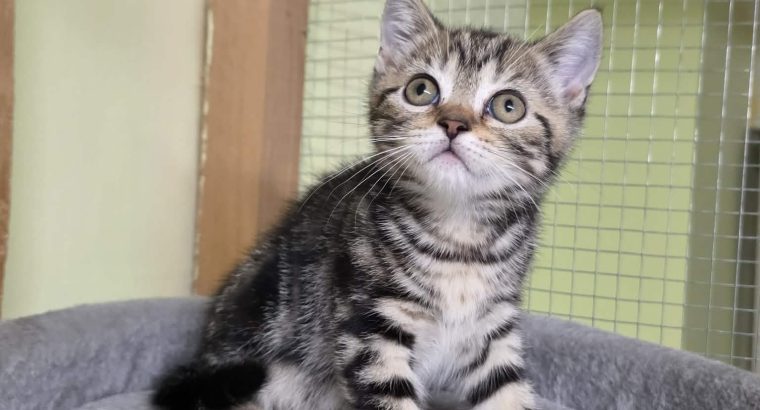 Brit rövidszőrű tabby kislány