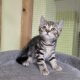 Brit rövidszőrű tabby kislány