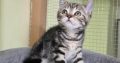 Brit rövidszőrű tabby kislány