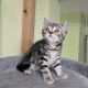 Brit rövidszőrű tabby kislány