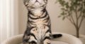 Brit rövidszőrű tabby kislány