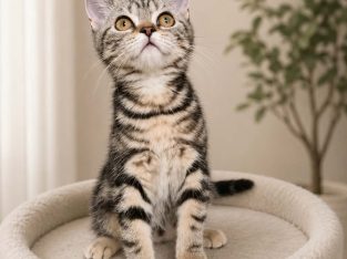 Brit rövidszőrű tabby kislány