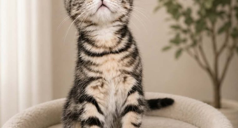 Brit rövidszőrű tabby kislány
