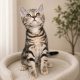 Brit rövidszőrű tabby kislány