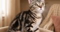 Brit rövidszőrű tabby kislány