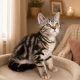 Brit rövidszőrű tabby kislány
