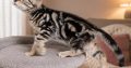Brit rövidszőrű tabby kislány