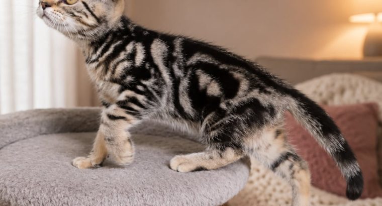 Brit rövidszőrű tabby kislány