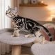 Brit rövidszőrű tabby kislány