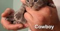 Bluecatsroyal Cowboy