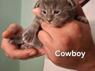 Bluecatsroyal Cowboy