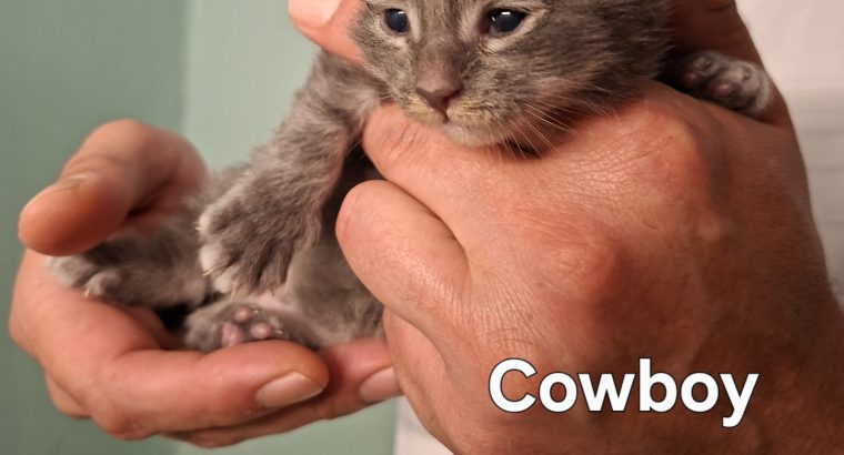 Bluecatsroyal Cowboy