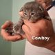 Bluecatsroyal Cowboy