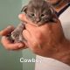 Bluecatsroyal Cowboy
