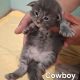 Bluecatsroyal Cowboy