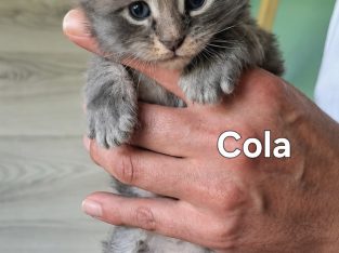 Bluecatsroyal Cola