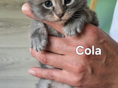 Bluecatsroyal Cola