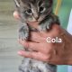 Bluecatsroyal Cola