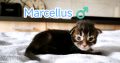 Marcellus Maine Coon