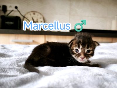 Marcellus Maine Coon