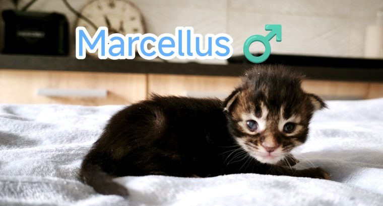 Marcellus Maine Coon