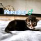 Marcellus Maine Coon