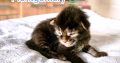 Montgomery Maine Coon kandúr