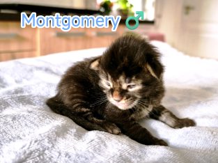 Montgomery Maine Coon kandúr