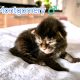 Montgomery Maine Coon kandúr