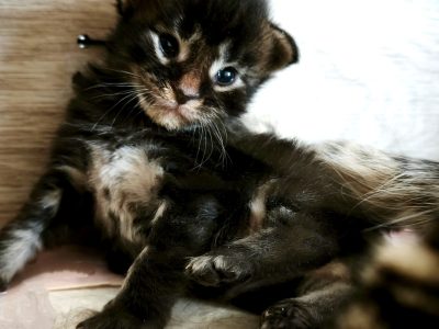 Montgomery Maine Coon kandúr