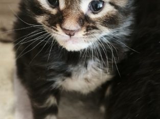 Marcellus Maine Coon