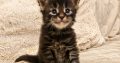 Montblanc Maine Coon kusvica